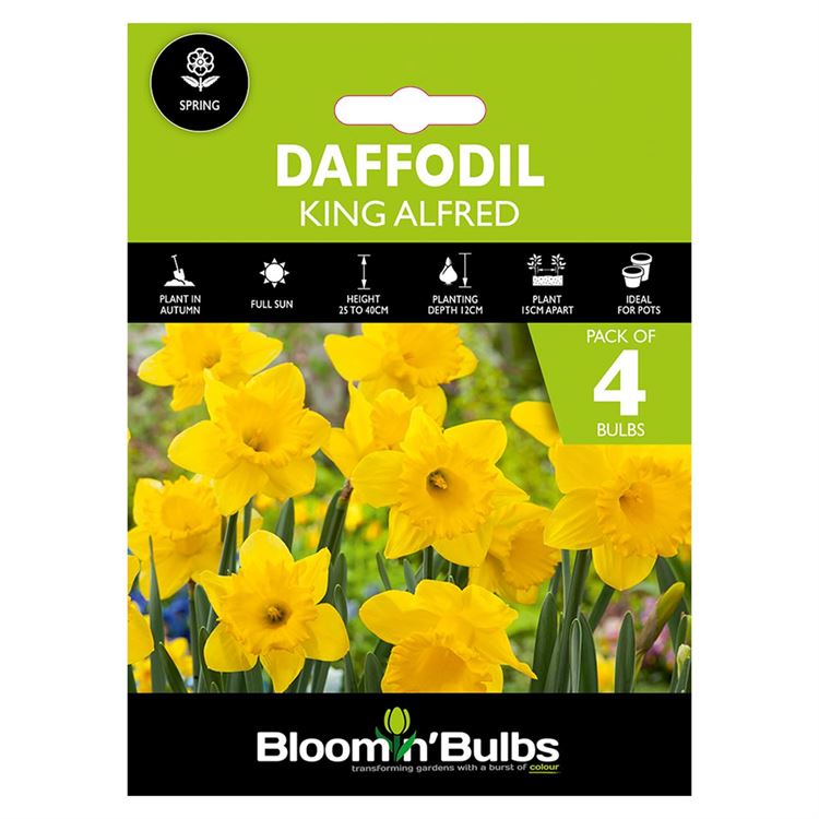 Picture of DAFFODIL KING ALFRED 4PK