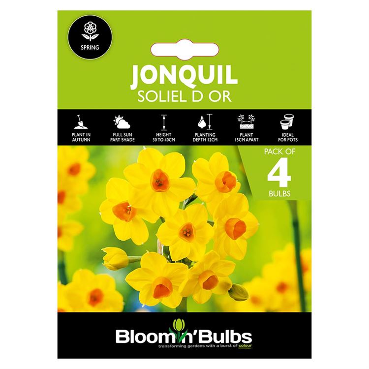 Picture of JONQUIL SOLIEL D OR 4PK