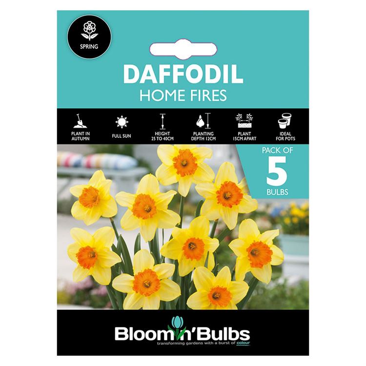 Picture of DAFFODIL HOME FIRES 5pk