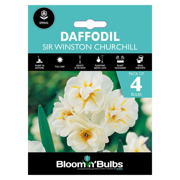 Picture of DAFFODIL SIR WINSTON CHURCHILL 4pk