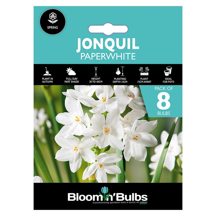 Picture of JONQUIL PAPERWHITE 8pk