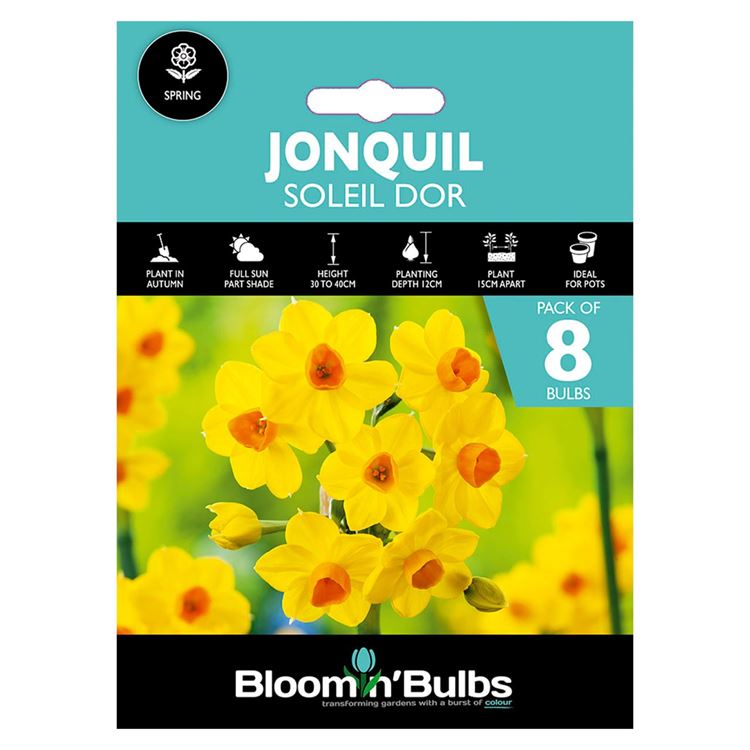 Picture of JONQUIL SOLEIL DOR 8pk