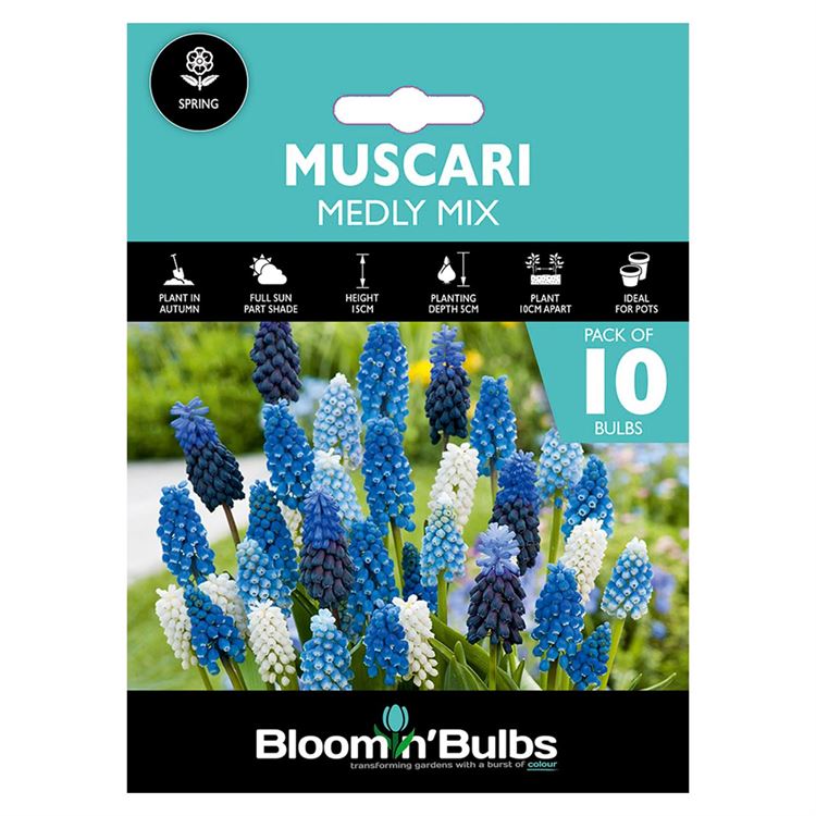 Picture of MUSCARI MEDLEY MIXED 10pk