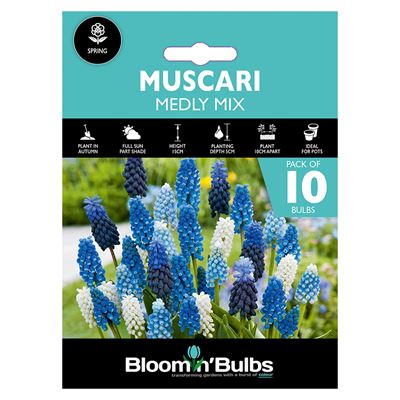 Picture of MUSCARI MEDLY MIXED 10pk