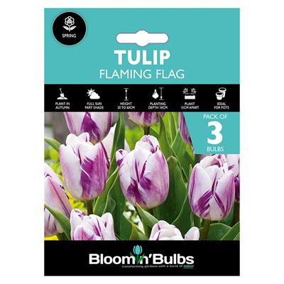 Picture of TULIP FLAMING FLAG 3pk