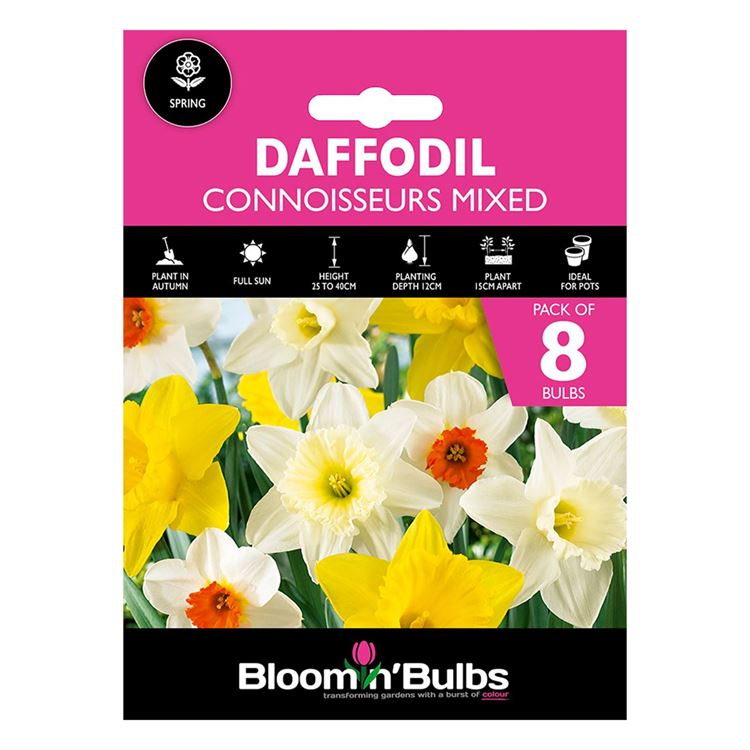Picture of DAFFODIL CONNOISSEURS MIXED 8pk