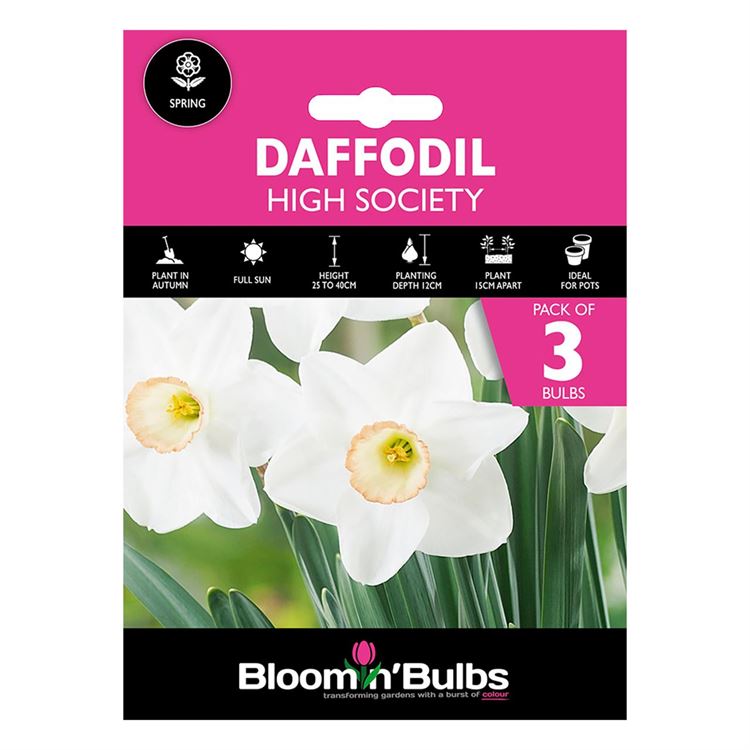 Picture of DAFFODIL HIGH SOCIETY 3pk