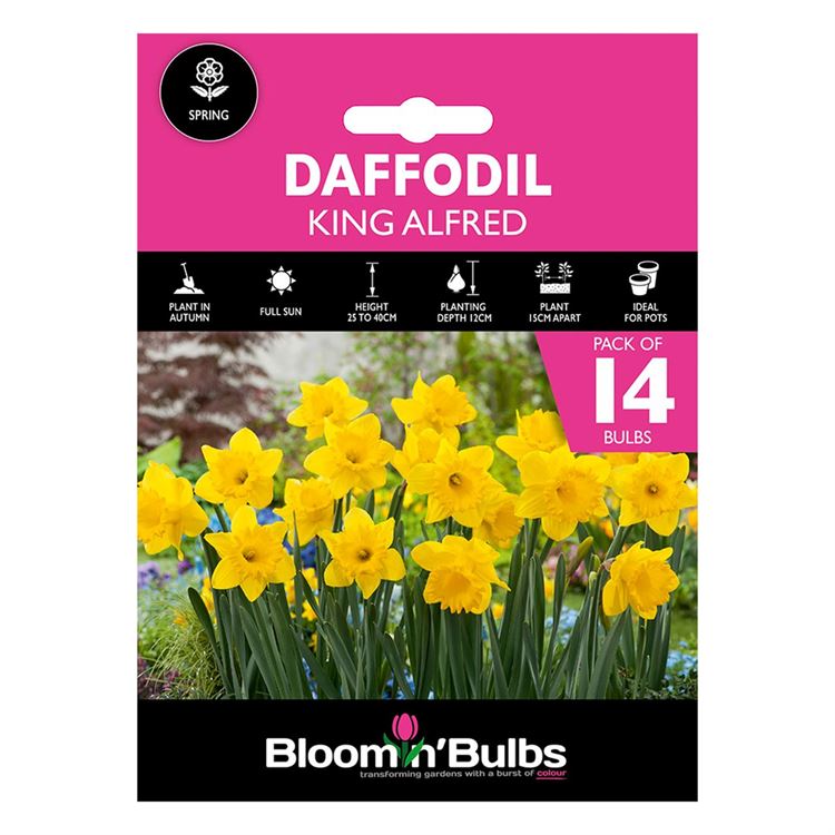 Picture of DAFFODIL KING ALFRED 14pk