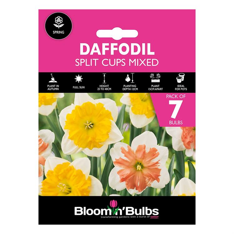 Picture of DAFFODIL SPLIT CUPS MIXED 7pk