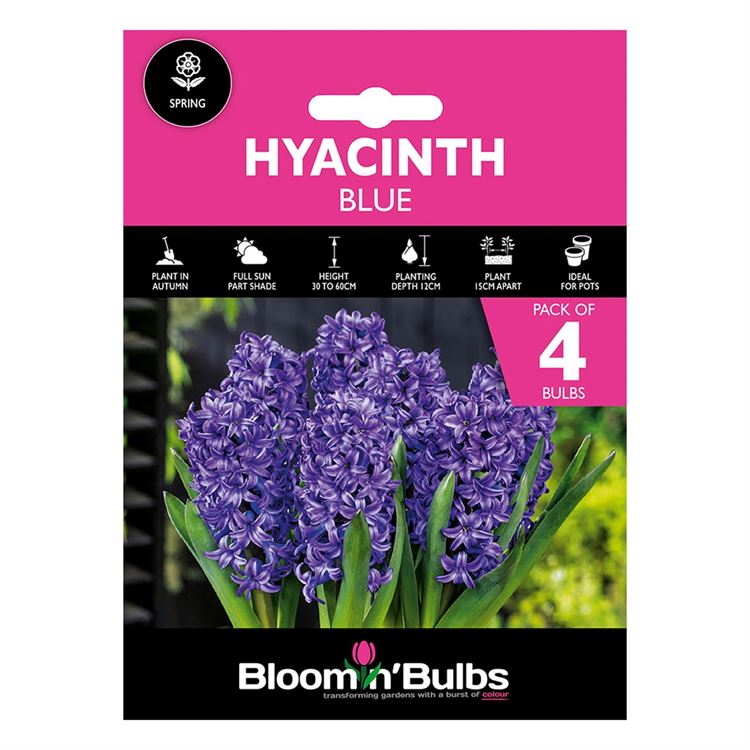 Picture of HYACINTH BLUE 4pk
