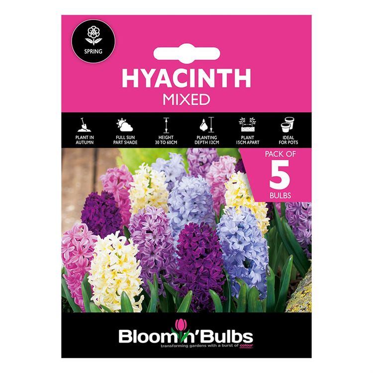 Picture of HYACINTH COMBO MIXED 5pk