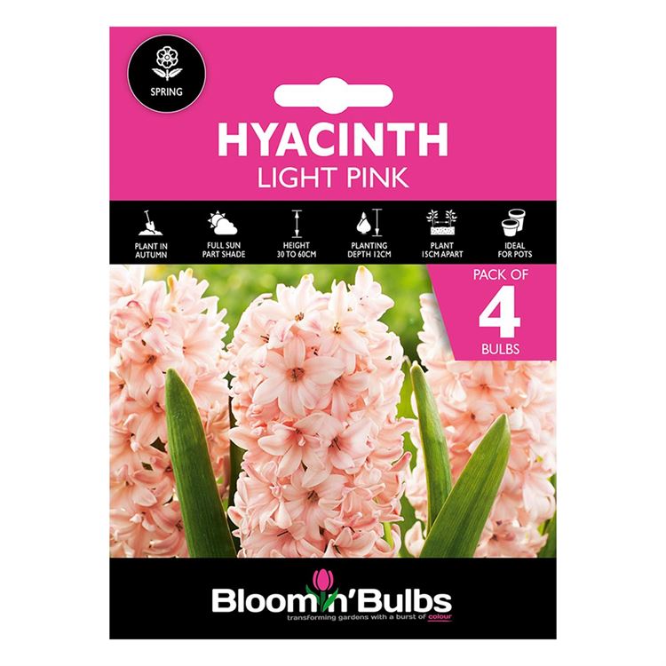 Picture of HYACINTH LIGHT PINK 4pk