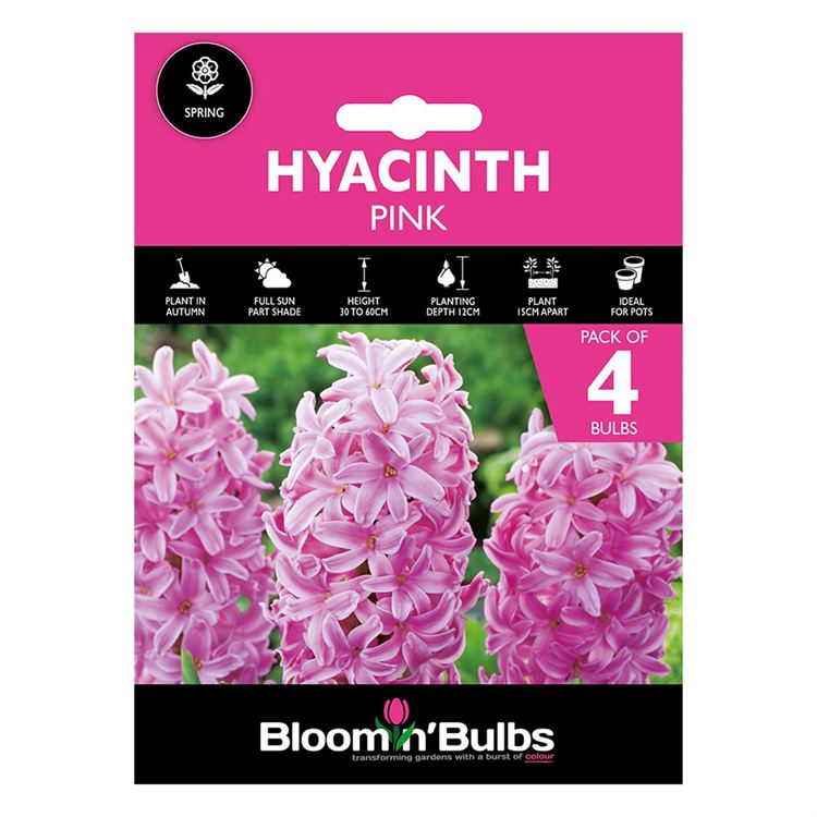 Picture of HYACINTH PINK 4pk
