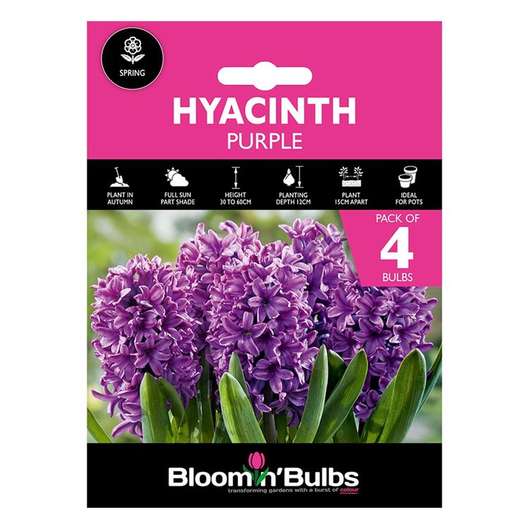 Picture of HYACINTH PURPLE 4pk