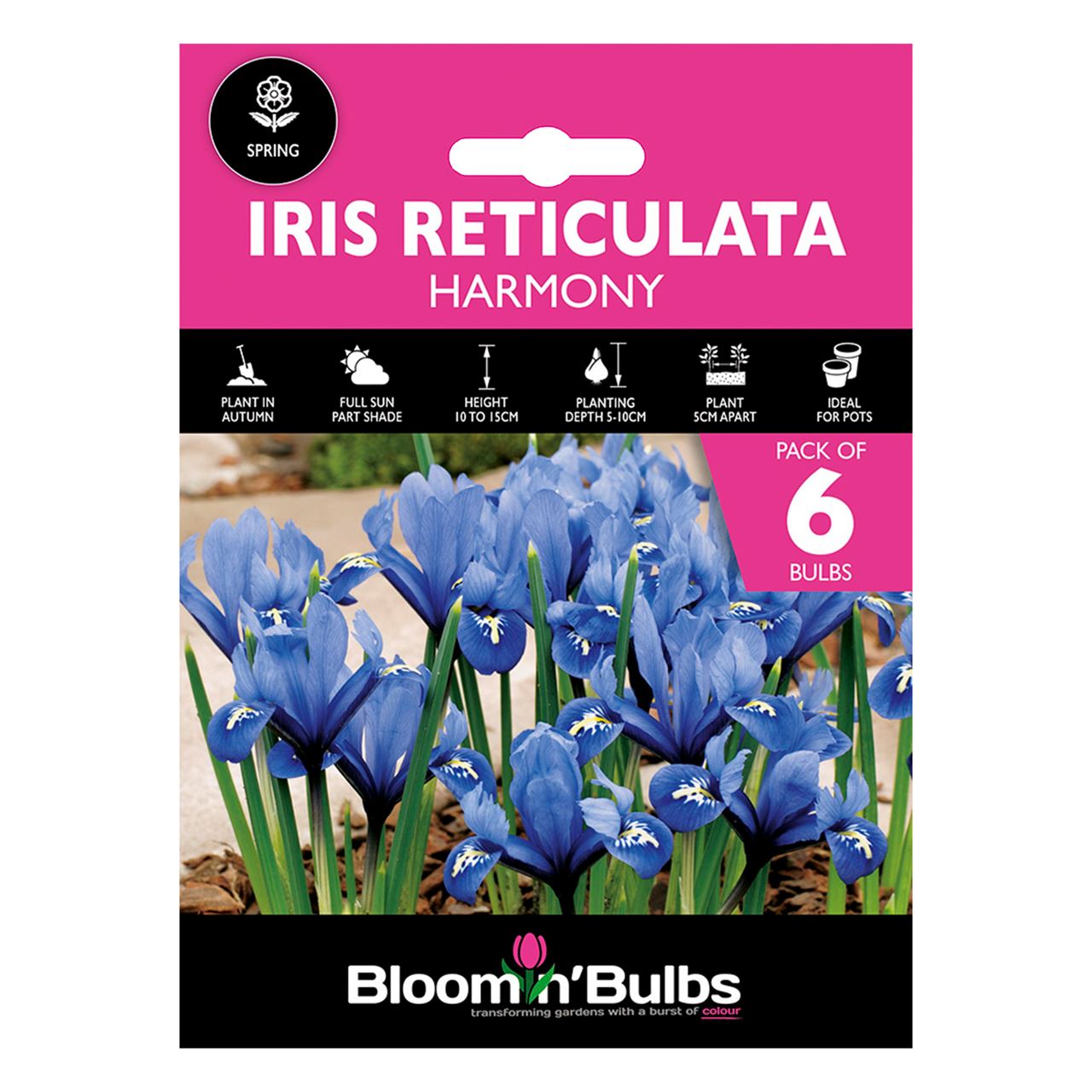Bloomin Bulbs. Iris Reticulata Harmony 6pk