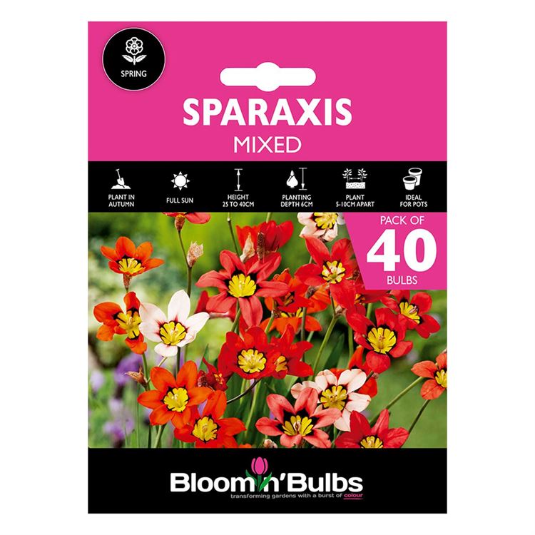 Picture of SPARAXIS MIXED 40pk