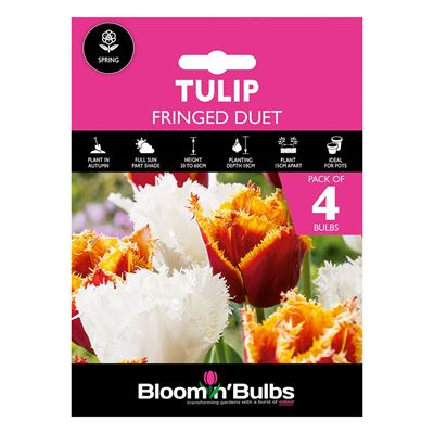 Picture of TULIP FRINGED DUET 4pk