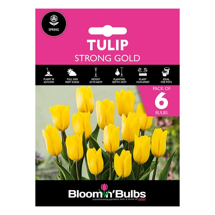 Picture of TULIP STRONG GOLD  6pk