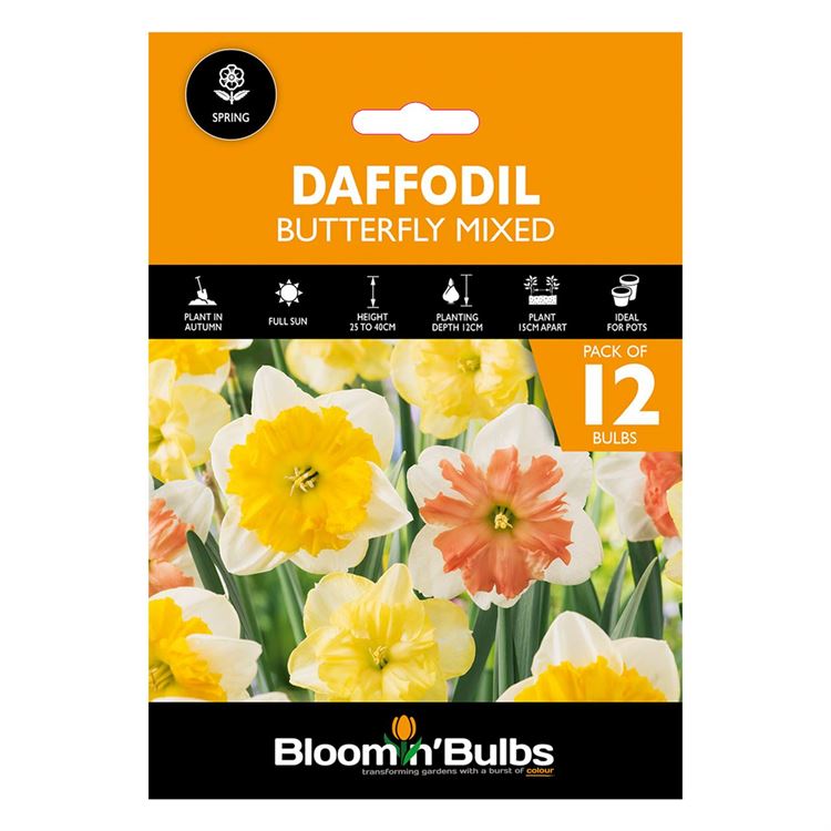 Picture of DAFFODIL BUTTERFLY MIXED 12pk 
