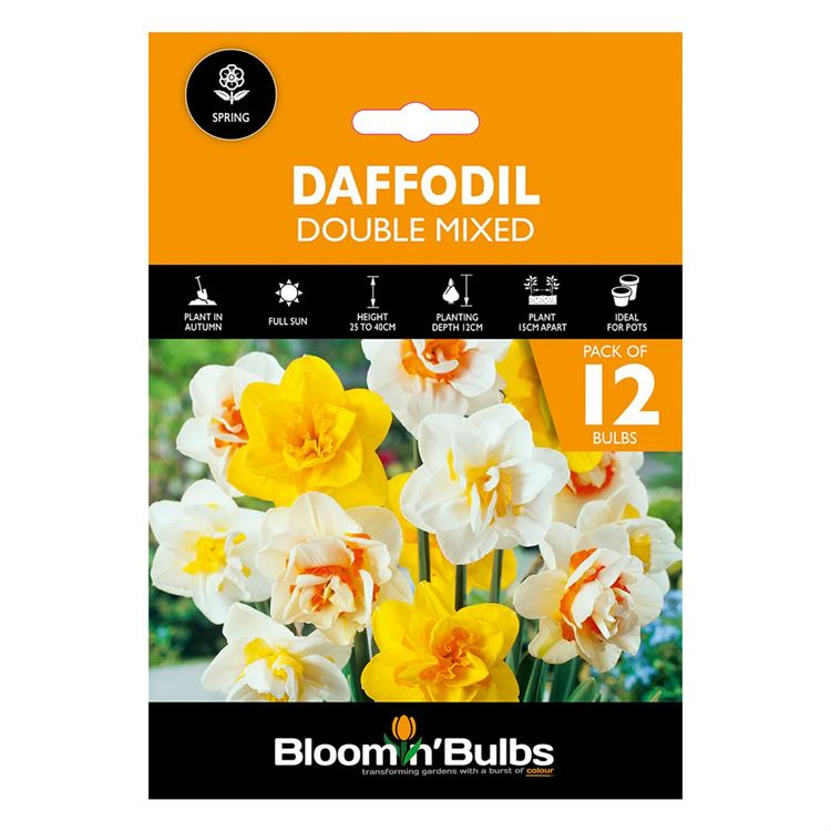 Picture of DAFFODIL DOUBLE MIXED 12PK