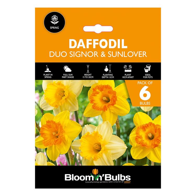 Picture of DAFFODIL DUO (SIGNOR/SUNLOVER) 6PK