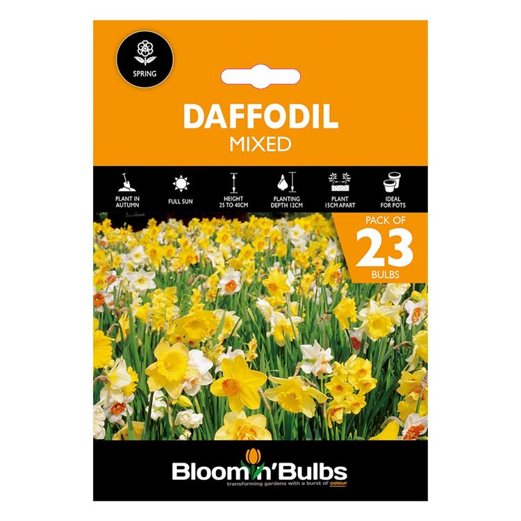 Picture of DAFFODIL MIXED 23PK