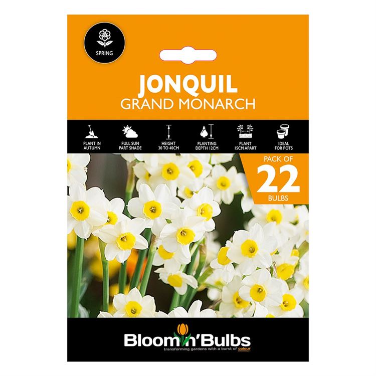Picture of JONQUIL GRAND MONARCH  22PK