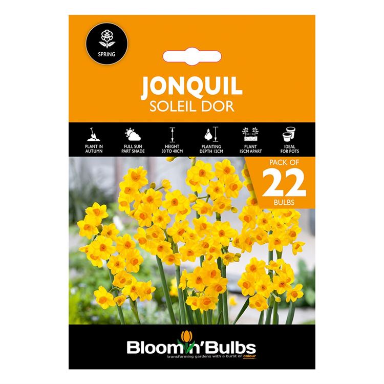 Picture of JONQUIL SOLEIL D OR 22PK
