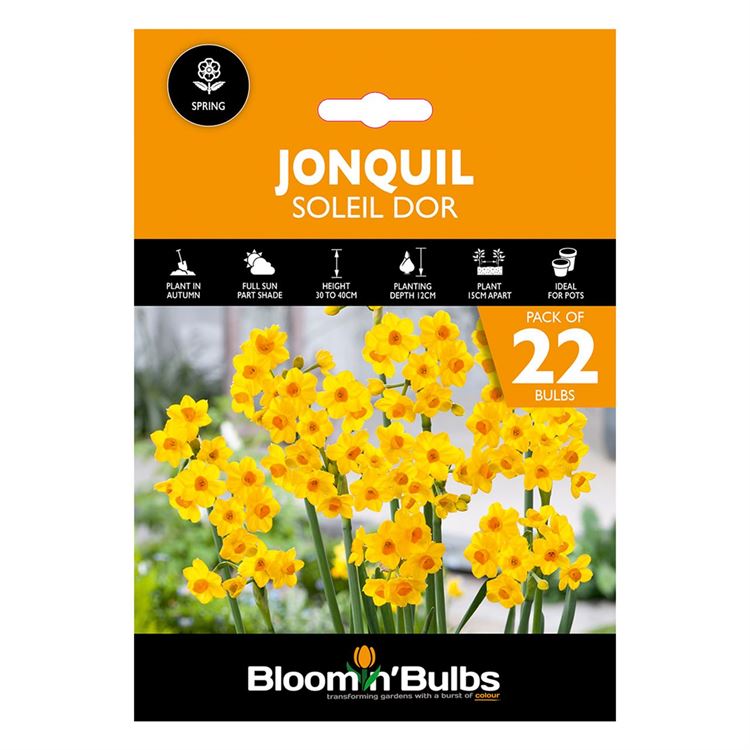 Picture of JONQUIL SOLEIL DOR 22PK