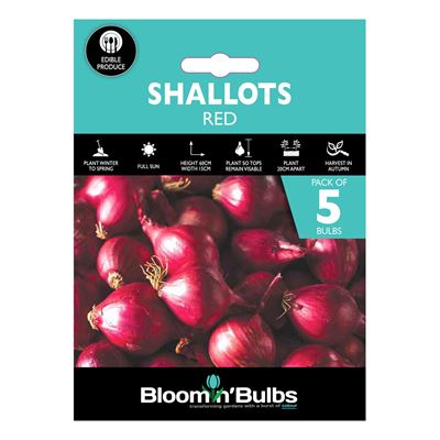 Picture of SHALLOTS RED 5pk