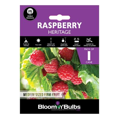 Picture of RASPBERRY HERITAGE 1pk