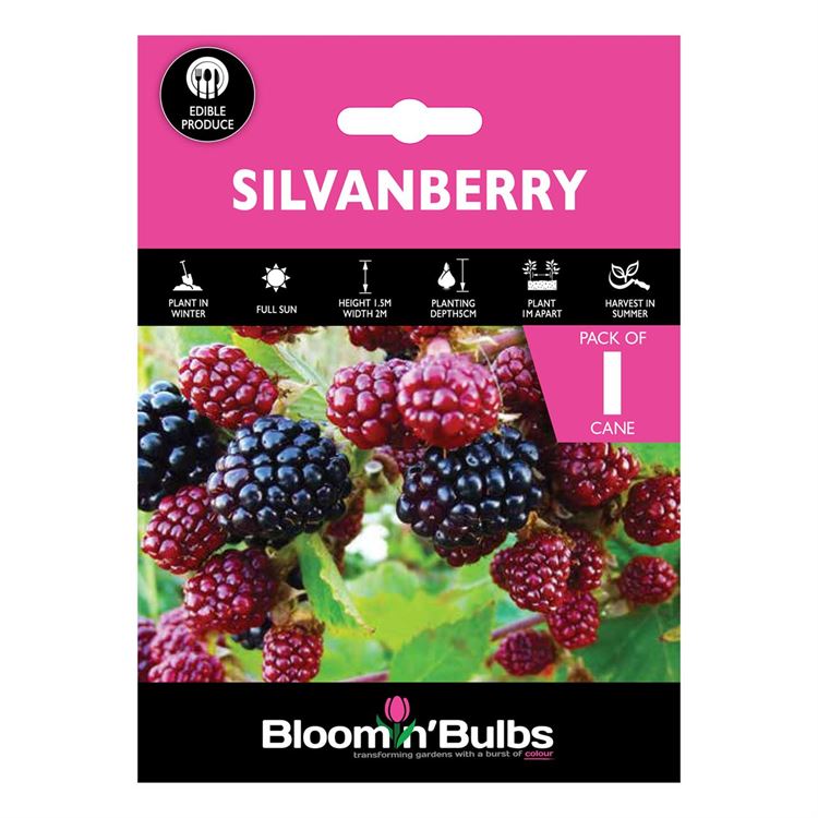 Picture of SILVANBERRY 1pk