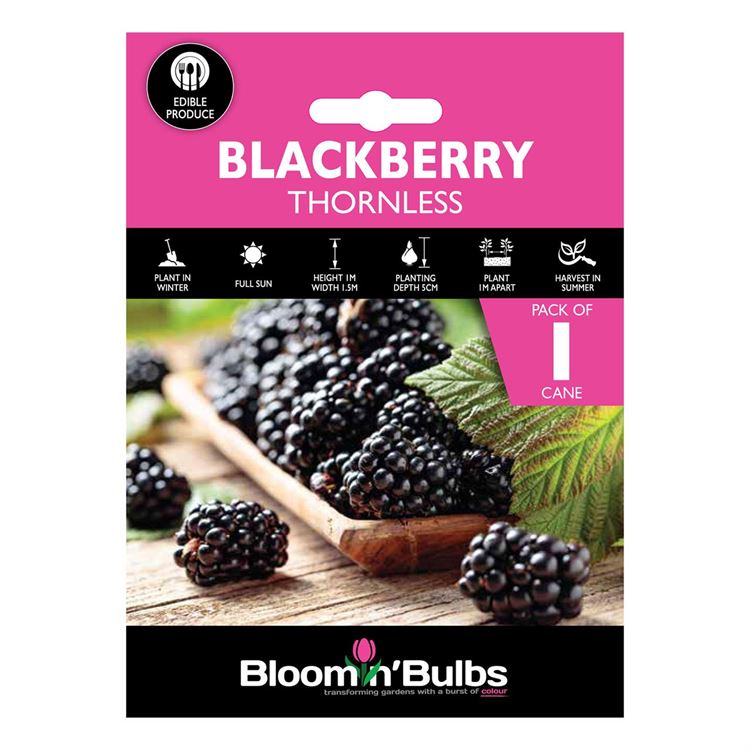Picture of THORNLESS BLACKBERRY 1pk