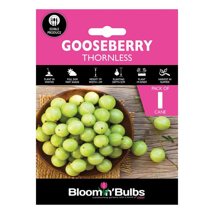 Picture of THORNLESS GOOSEBERRY 1pk