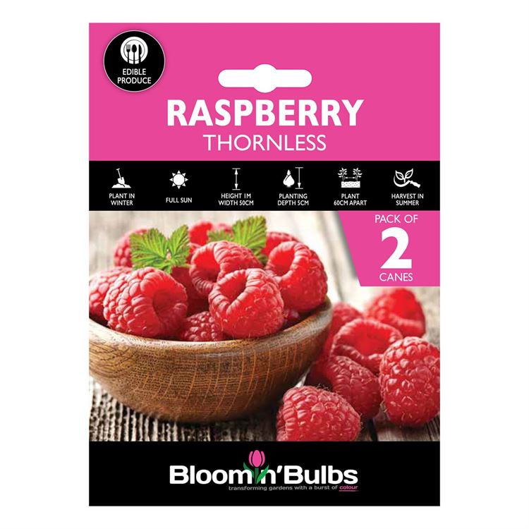 Picture of THORNLESS RASPBERRY 2pk