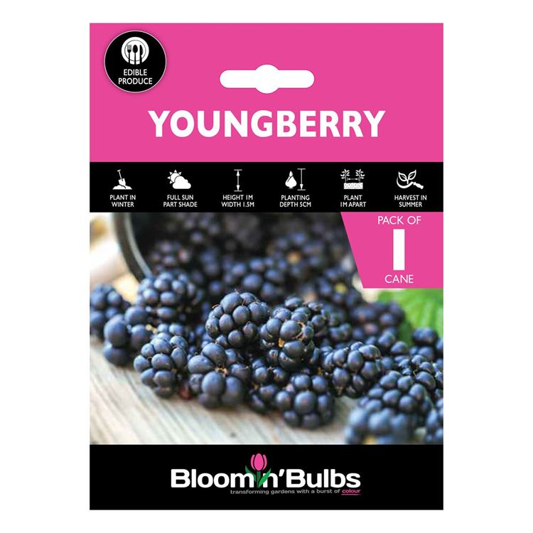 Picture of YOUNGBERRY 1pk