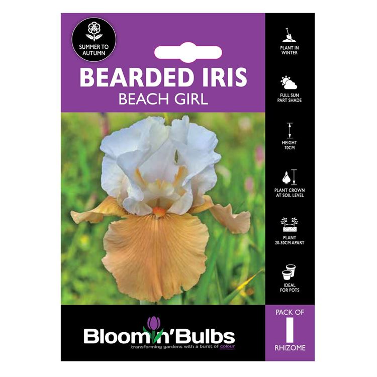 Picture of BEARDED IRIS BEACH GIRL 1pk