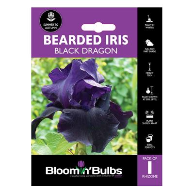 Picture of BEARDED IRIS BLACK DRAGON 1pk