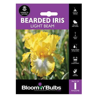 Picture of BEARDED IRIS LIGHT BEAM 1pk