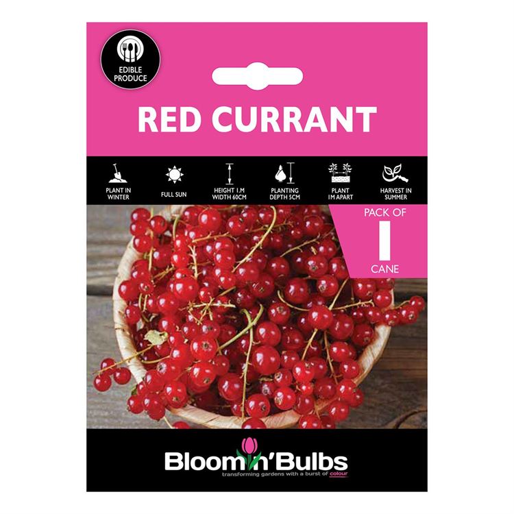 Picture of RED CURRANT 1pk