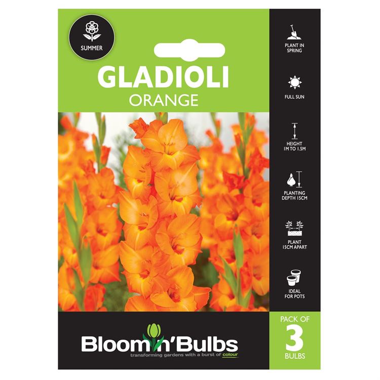 Picture of GLADIOLI ORANGE 3pk