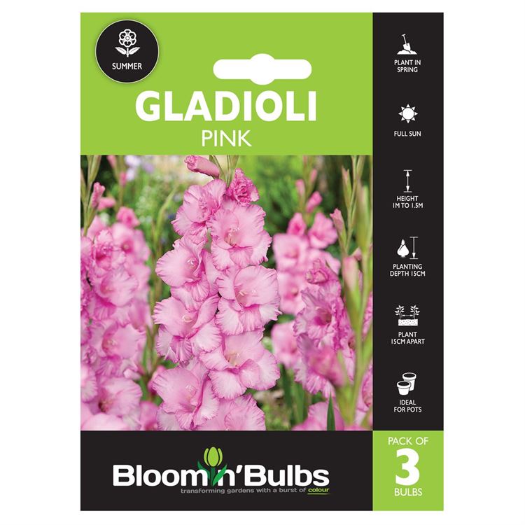 Picture of GLADIOLI PINK 3pk