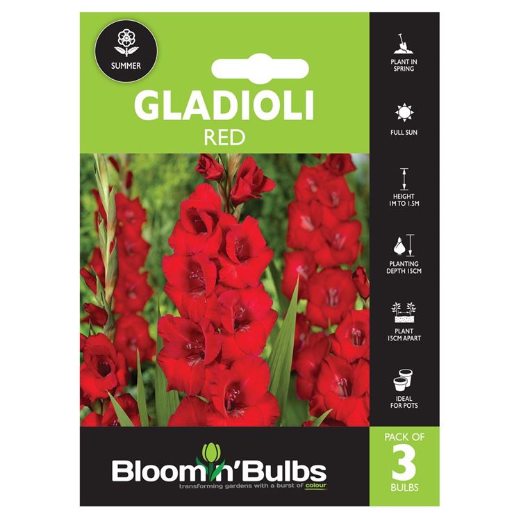 Picture of GLADIOLI RED 3pk