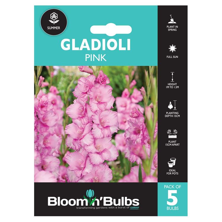 Picture of GLADIOLI PINK 5pk
