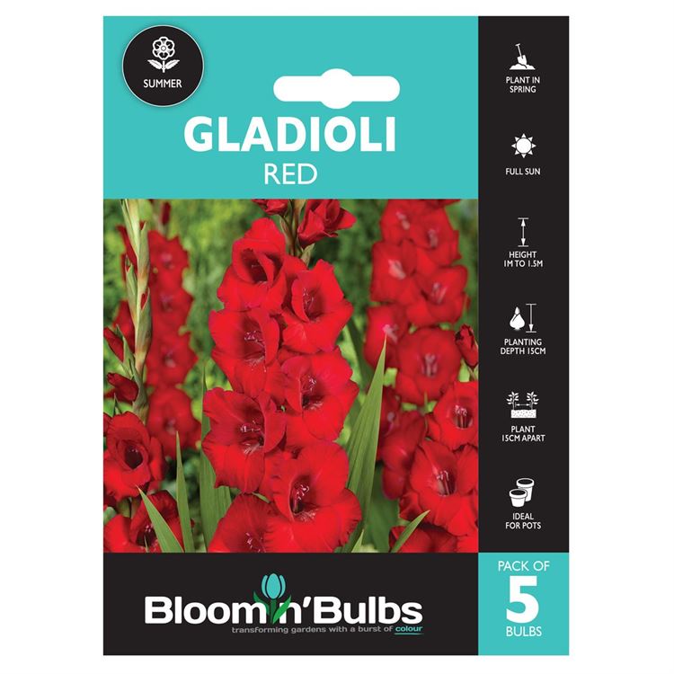 Picture of GLADIOLI RED 5pk