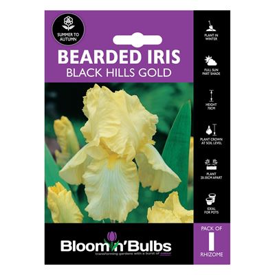 Picture of BEARDED IRIS BLACK HILLS GOLD 1pk