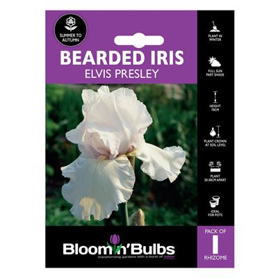 Picture of BEARDED IRIS ELVIS PRESLEY 1pk