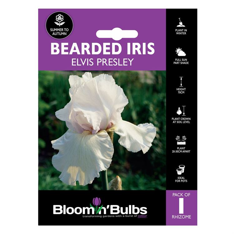 Picture of BEARDED IRIS ELVIS PRESLEY 1pk