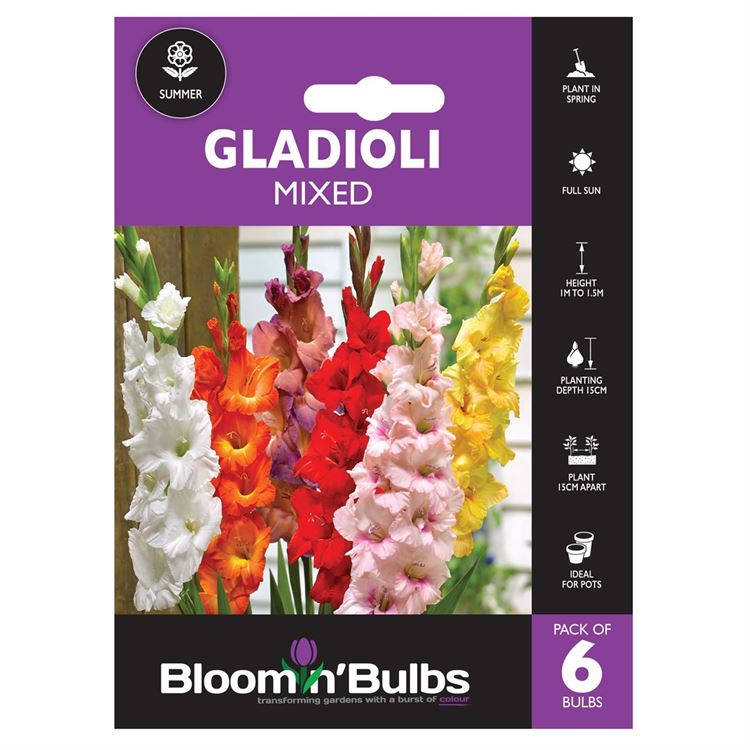 Picture of GLADIOLI MIXED 6pk