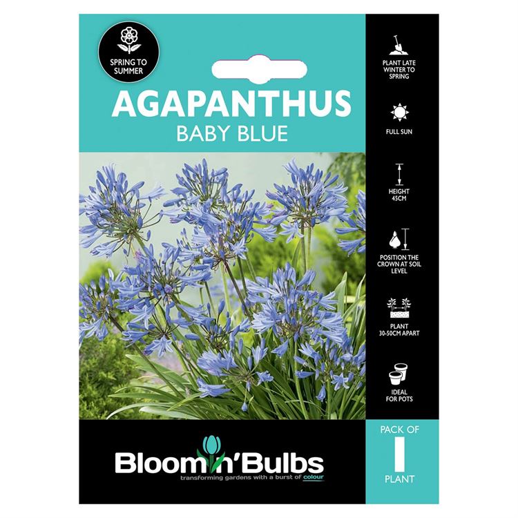 Picture of AGAPANTHUS BABY BLUE 1PK